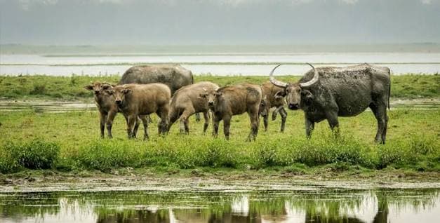 Koshi Tappu Wildlife Reserve