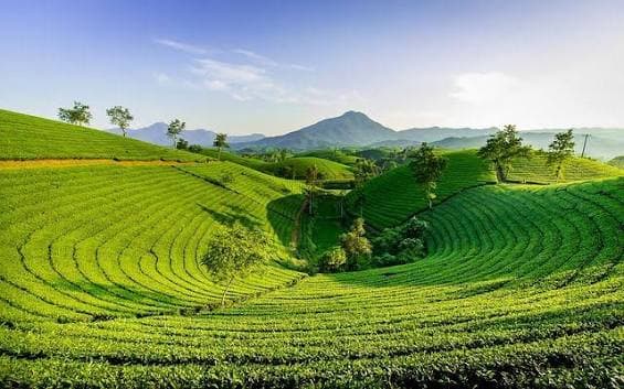 Ilam Tea Gardens