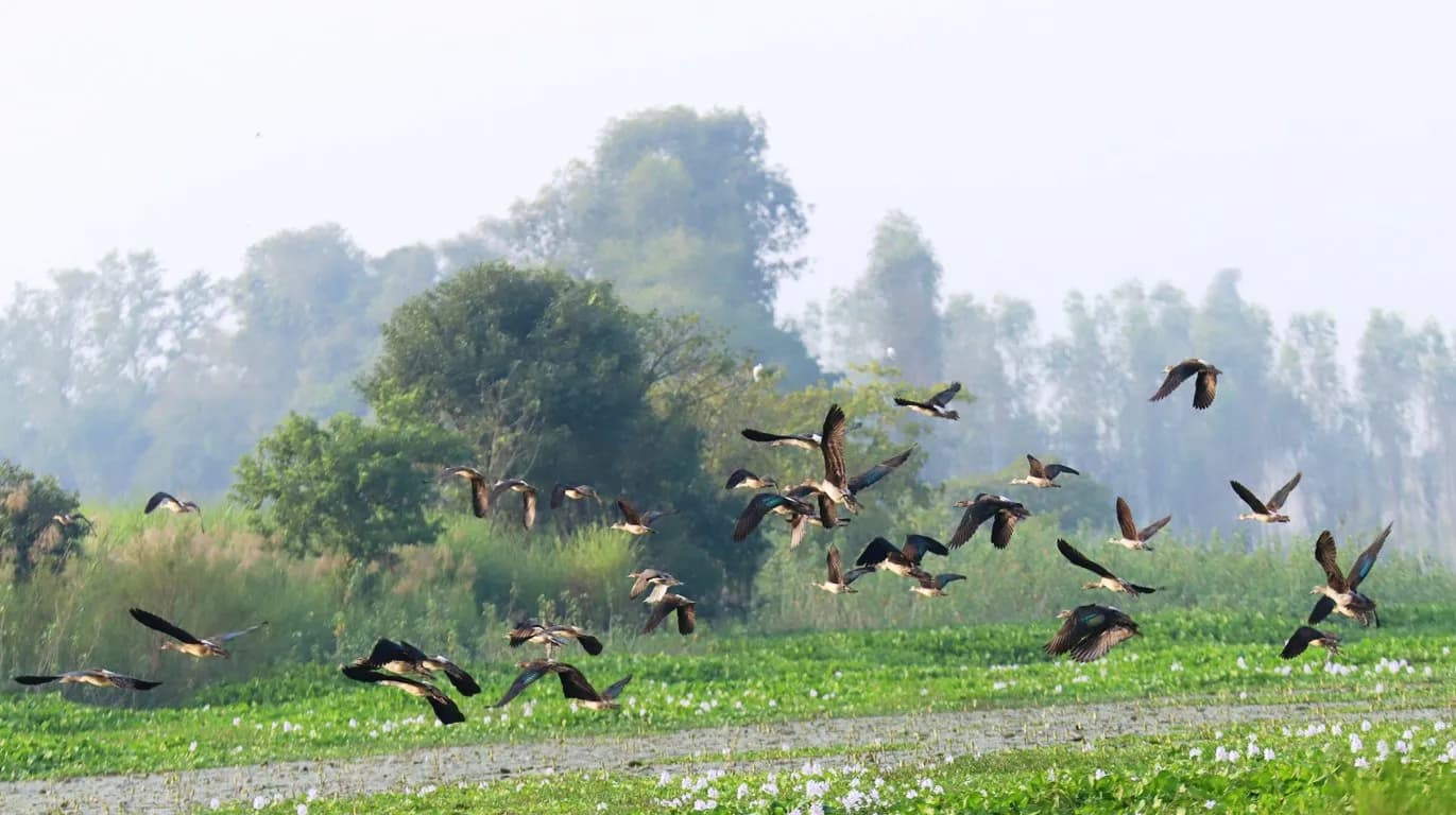 ghodaghodi lake 11